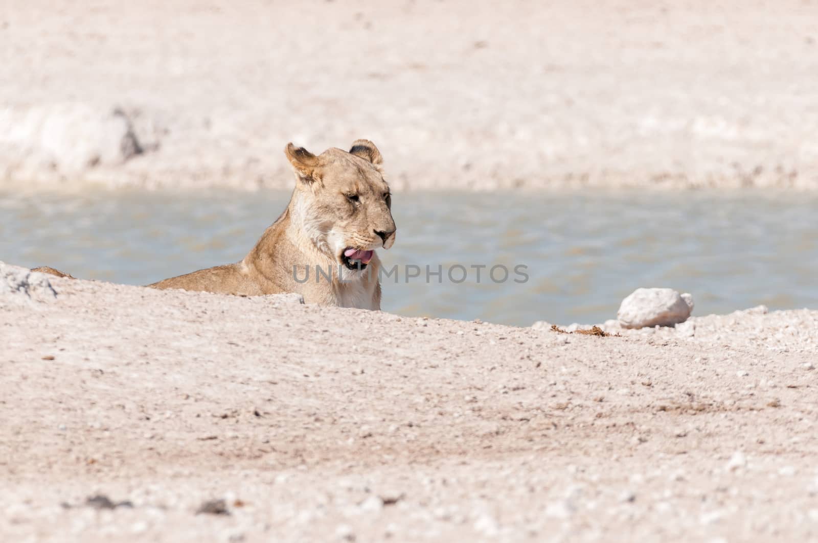 An African Lioness, Panthera leo, yawning at a waterhole in Northern Namibia