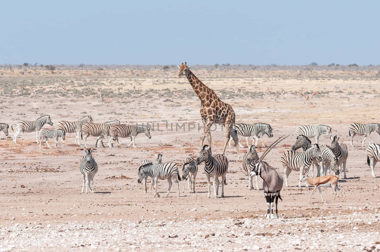 A giraffe, oryx, springbok and Burchells zebras at a waterhole in Northern Namibia