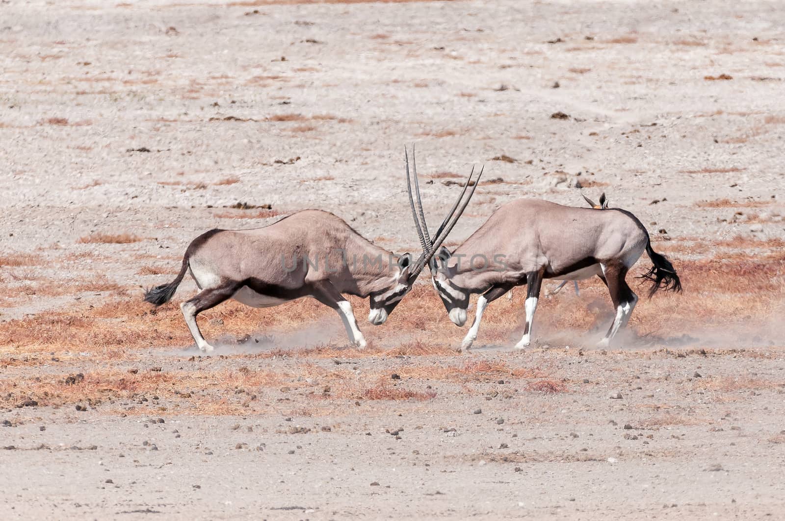 Two oryx (also called gemsbok), Oryx gazella, fighting in Northern Namibia