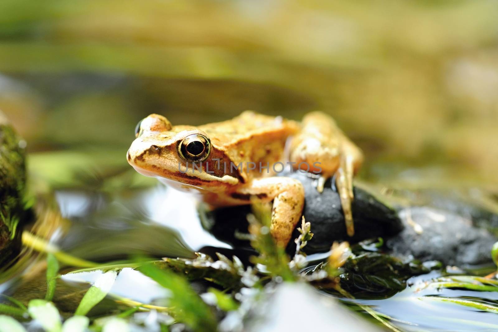 Beautiful little brown frog lying by the river