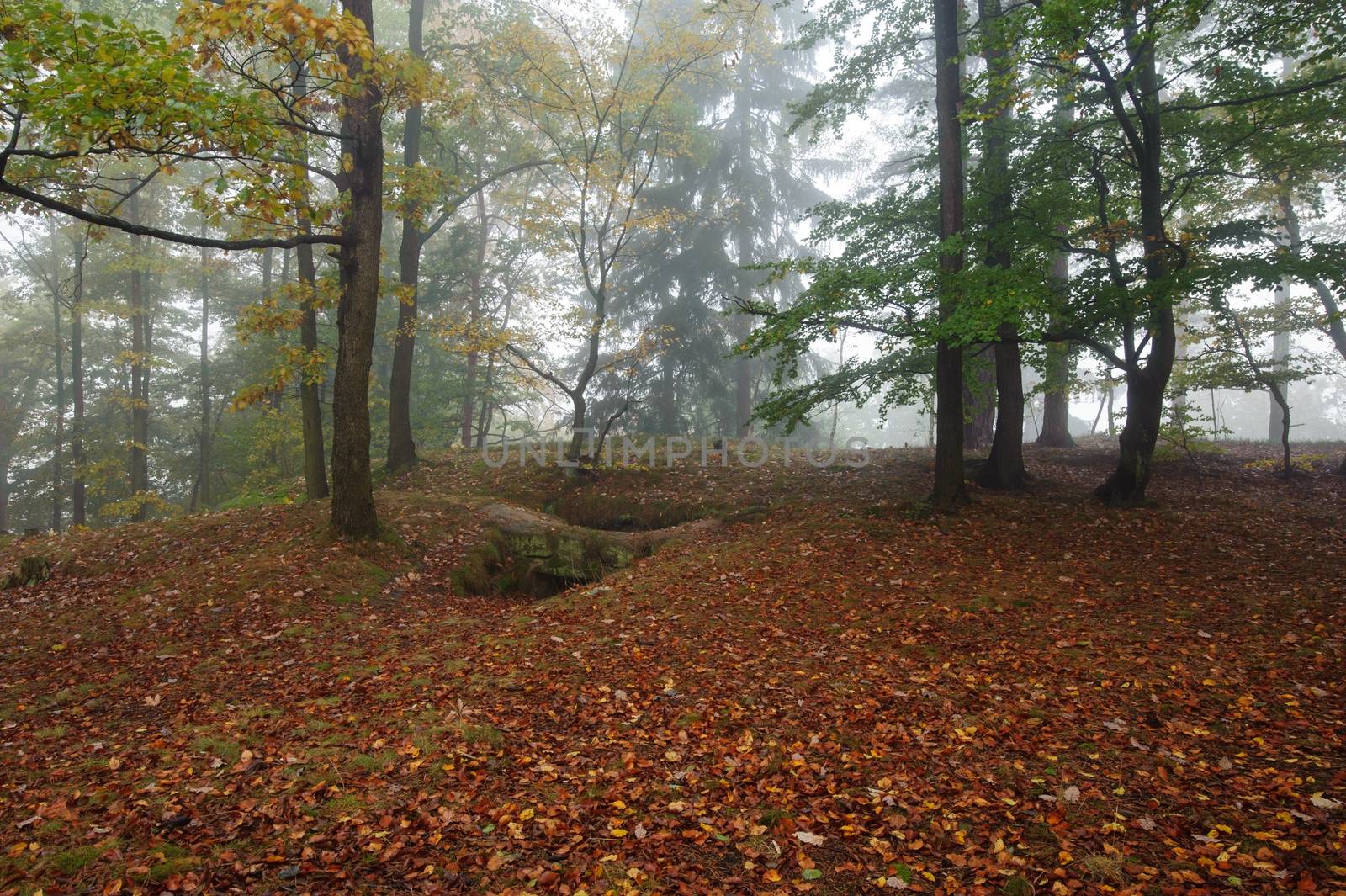 Beautiful autumn color forest with morning fog and foliage