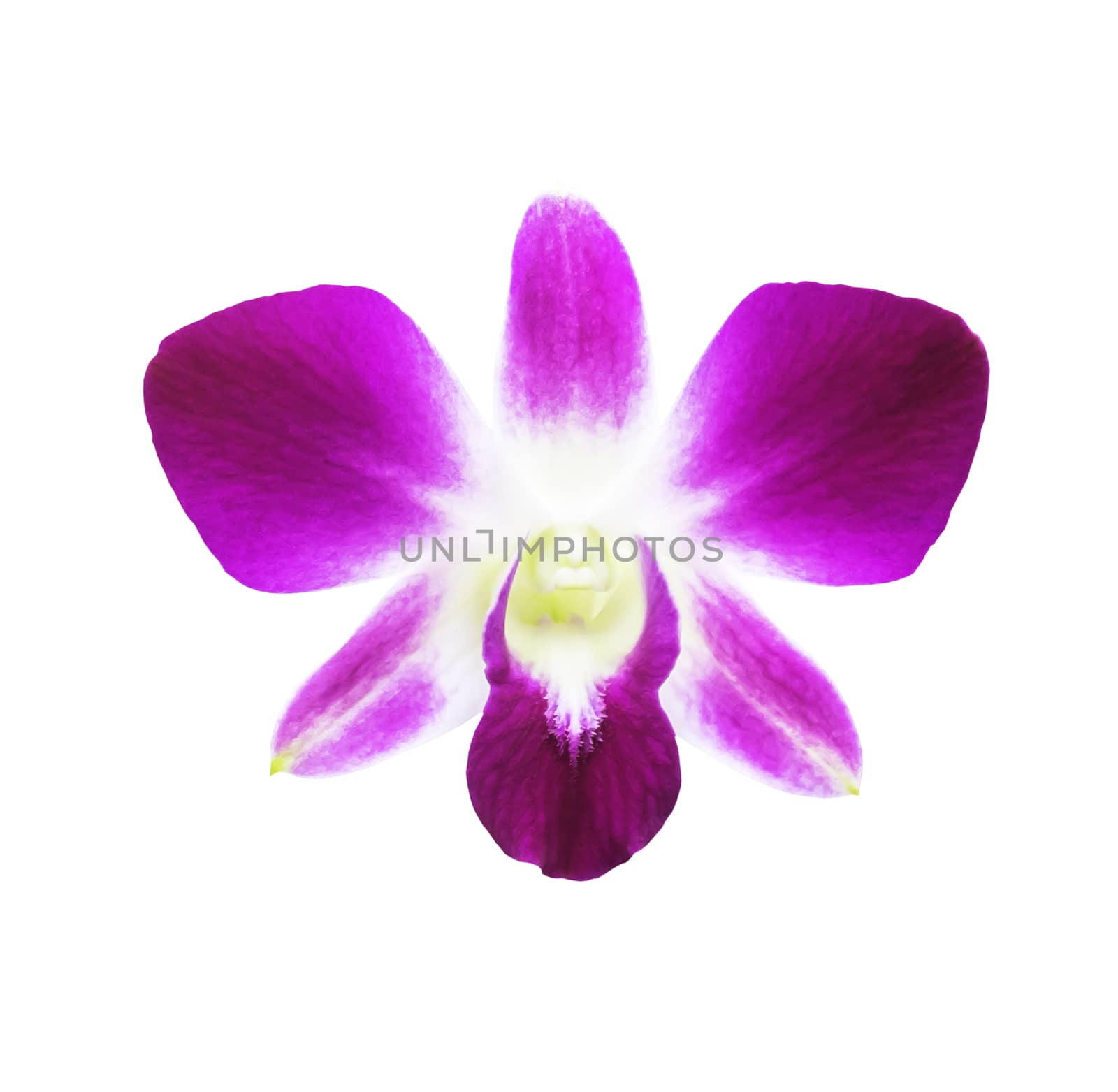 Single magenta orchid flower isolated on white with clipping path