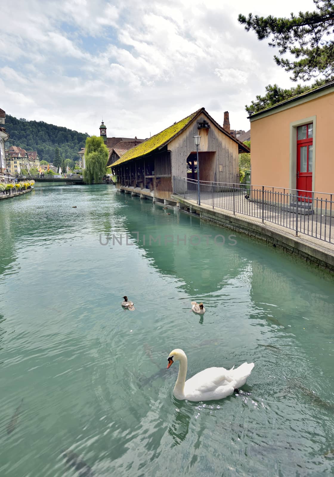 Swan in Thun city and river in Aare by mady70