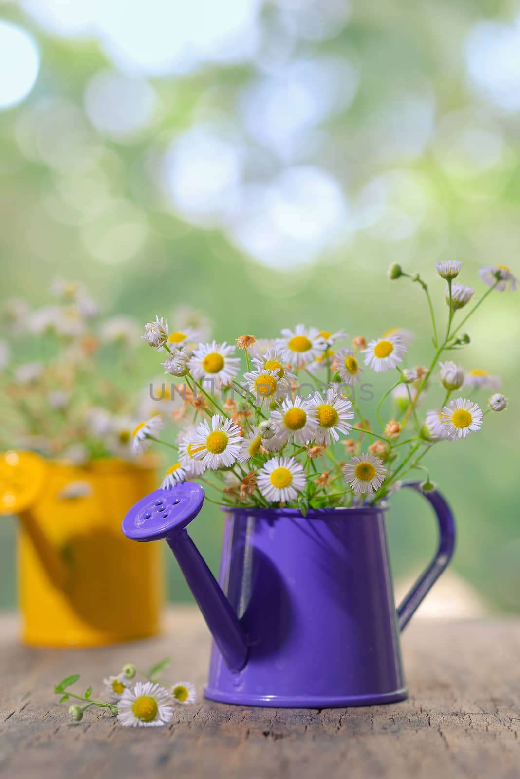 Marguerite Daisy Flowers in small bucket