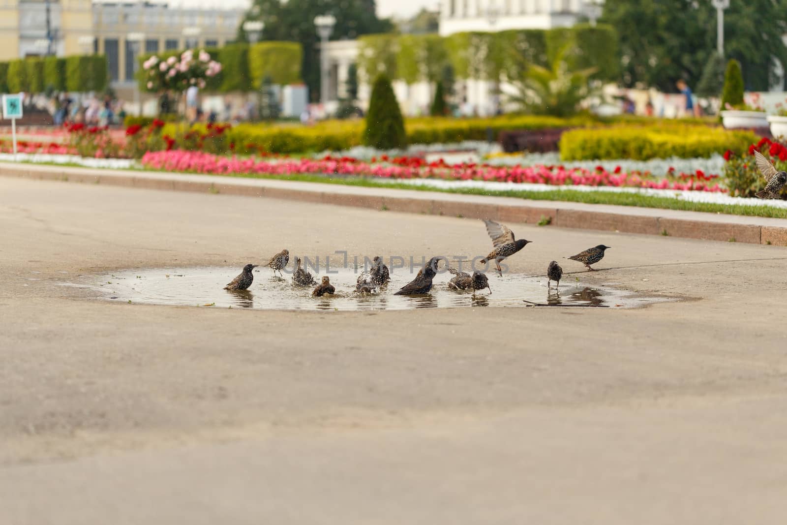 Blackbirds bathing in the water in the park