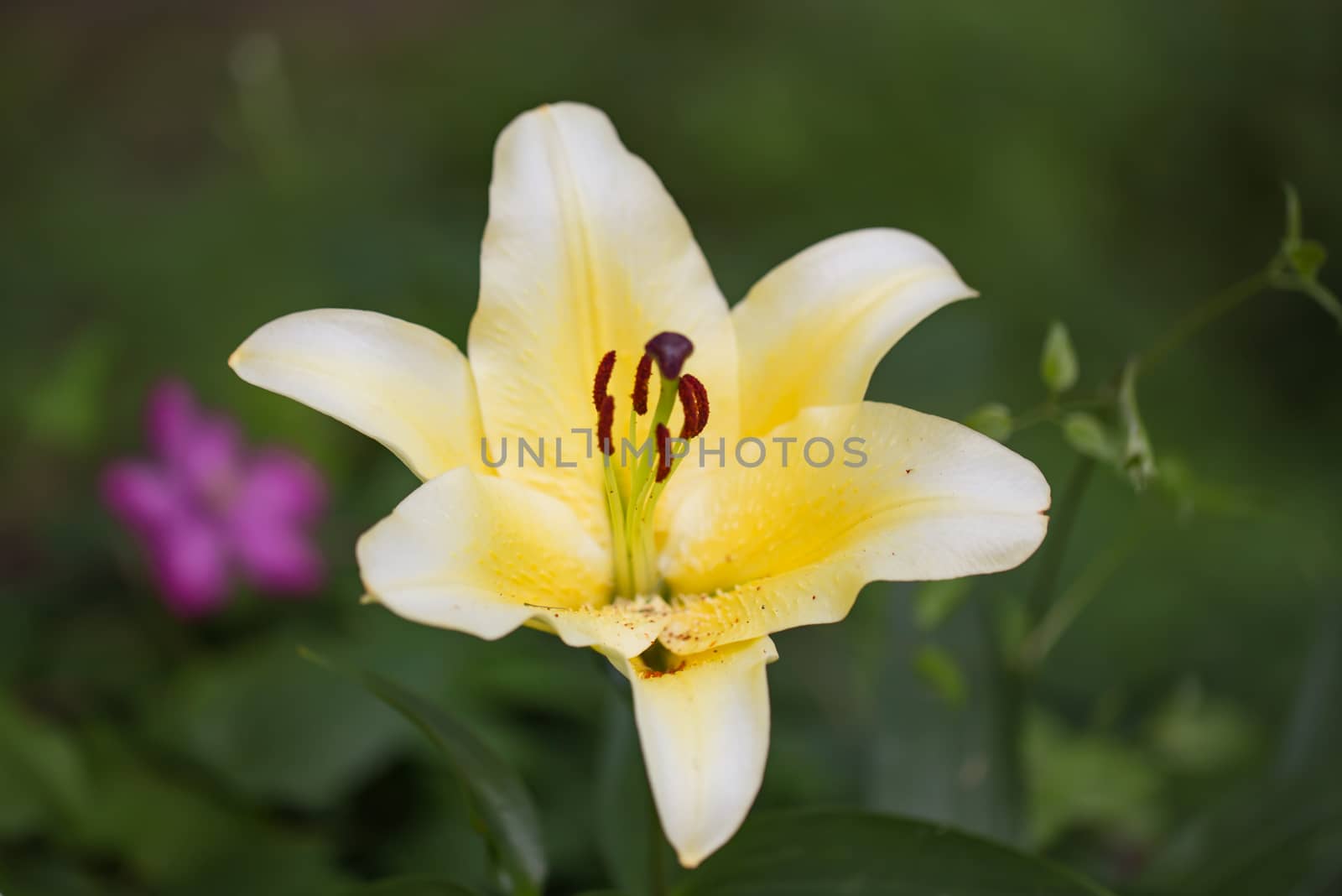 Yellow lily on a colored background
