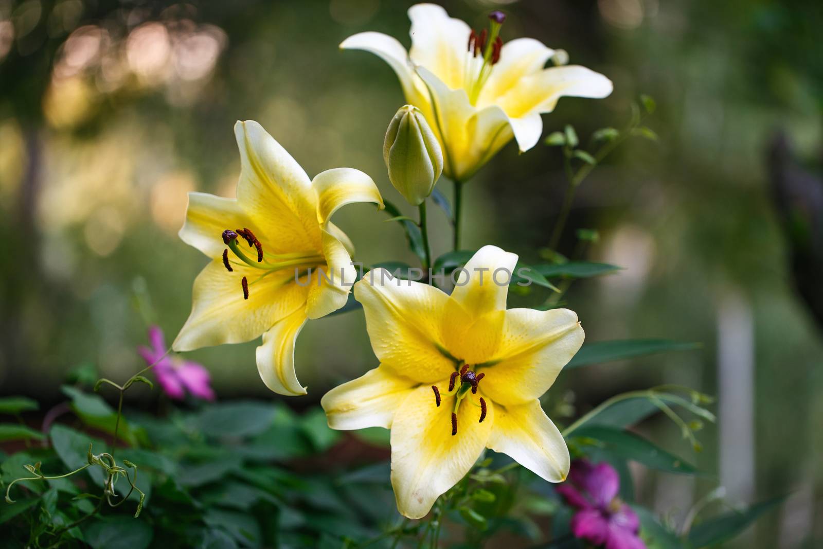 Yellow lily on a colored background