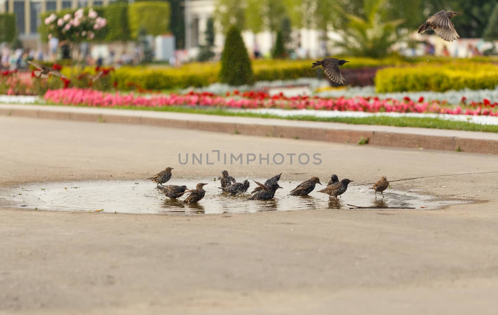 Blackbirds bathing in the water in the park