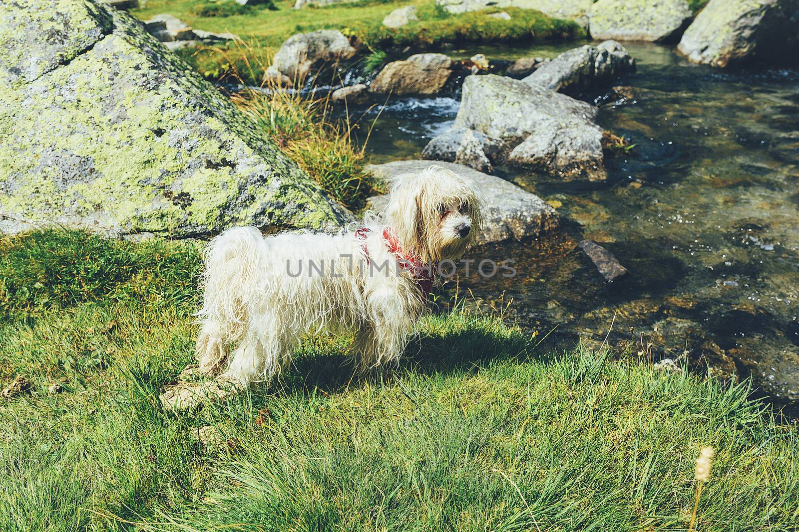 White dog stand in a meadow near the lake