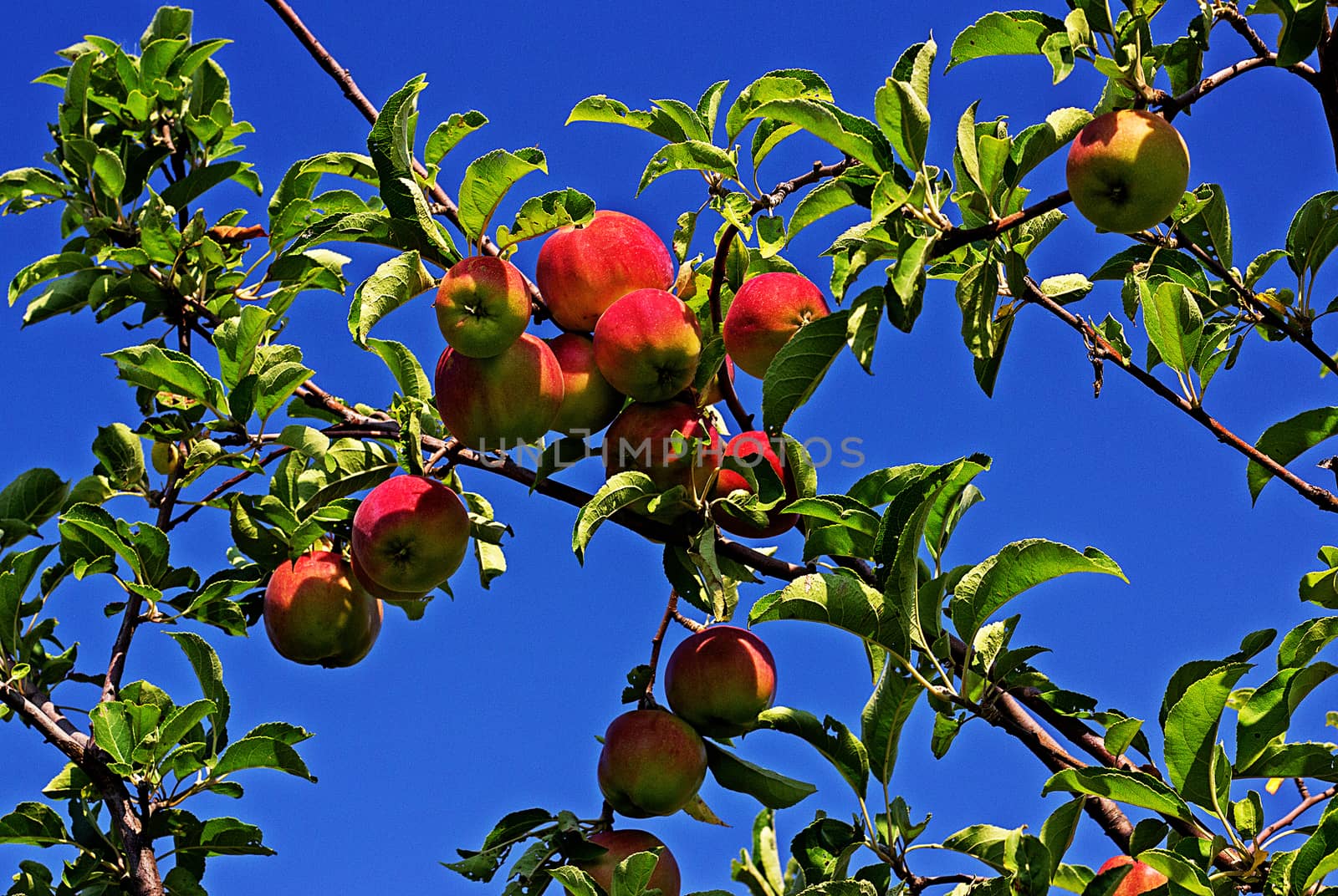 Ripe apples in the garden on a summer sunny day.