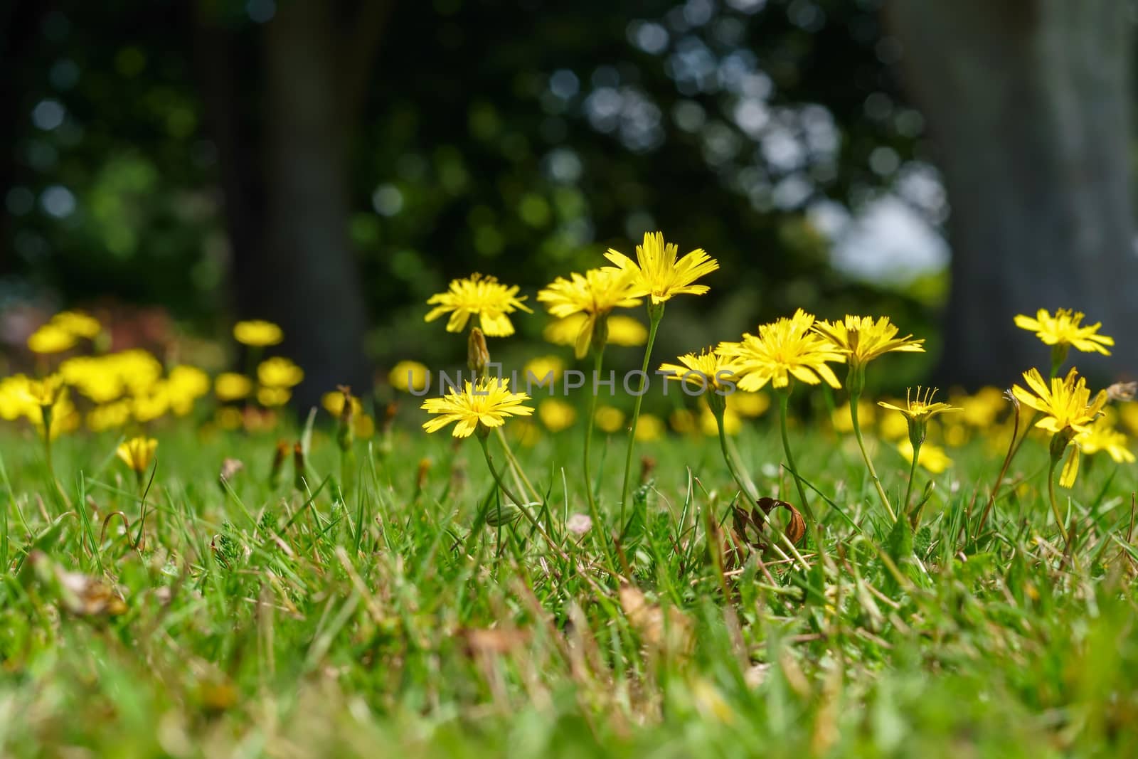 Autumn Hawkbit (Leontodon Autumnalis) by phil_bird