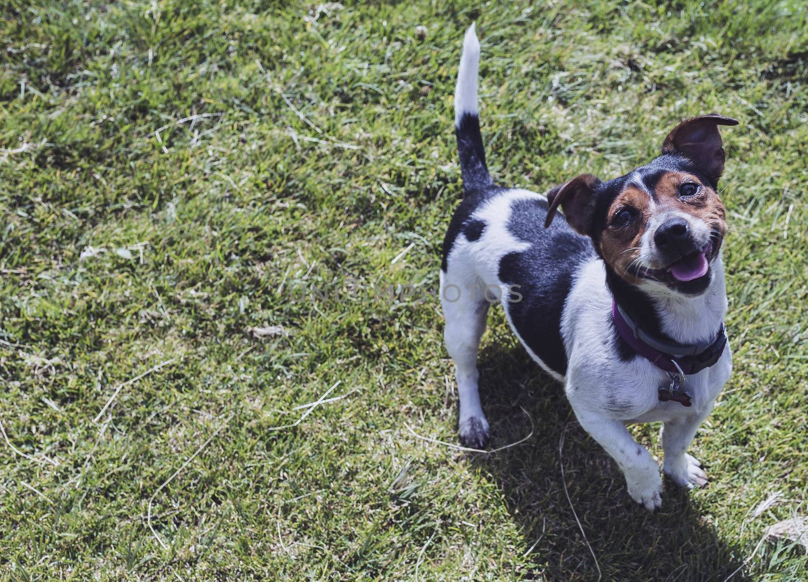 black and white dog in the meadow