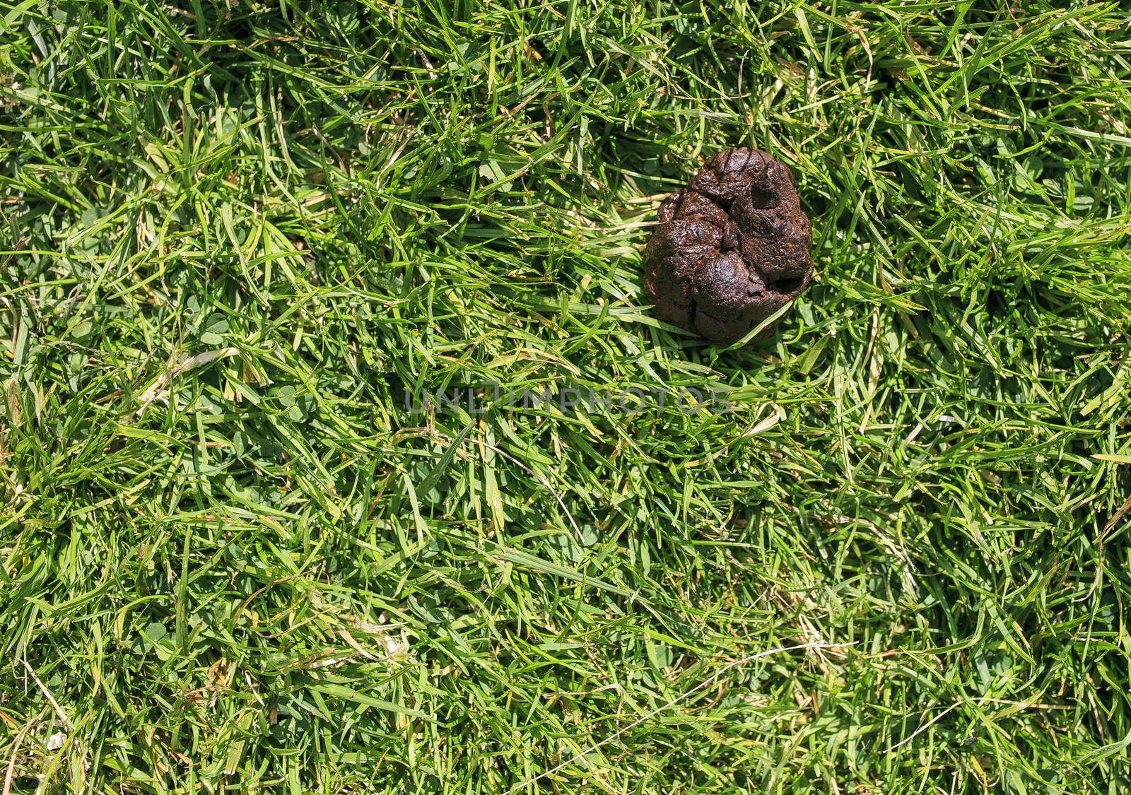 Dog shit in a grass  meadow
