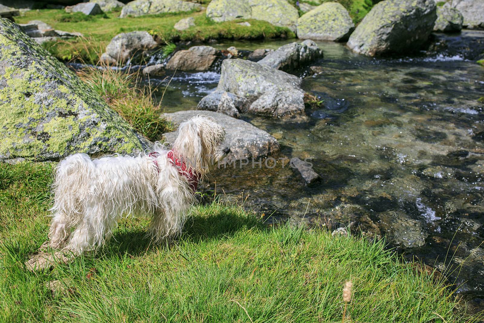 White dog stand in a meadow near the lake