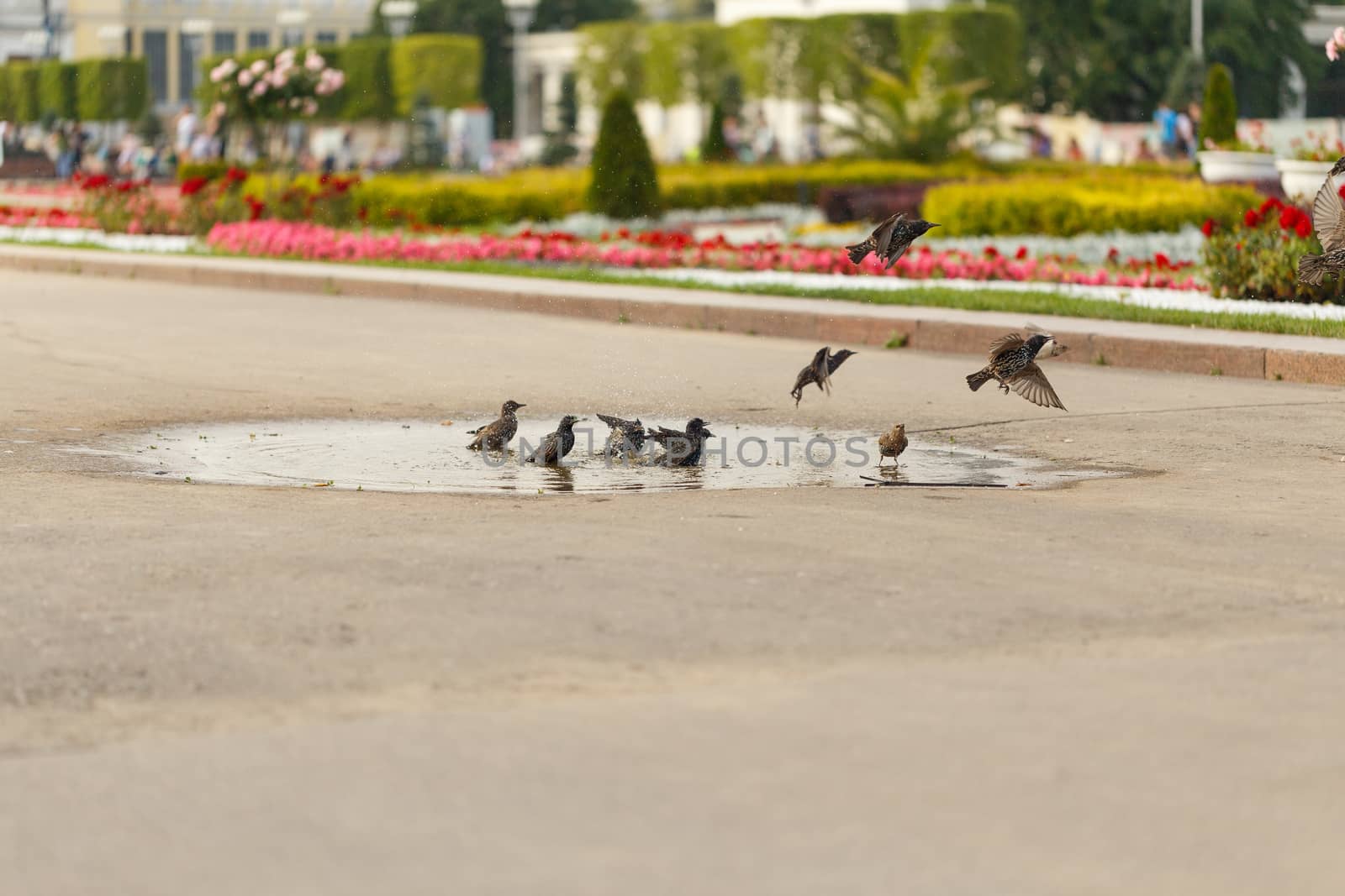 Blackbirds bathing in the water in the park