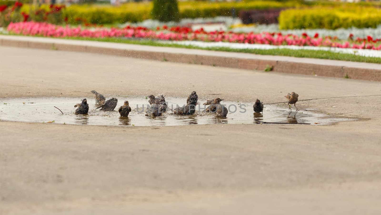 Blackbirds bathing in the water in the park