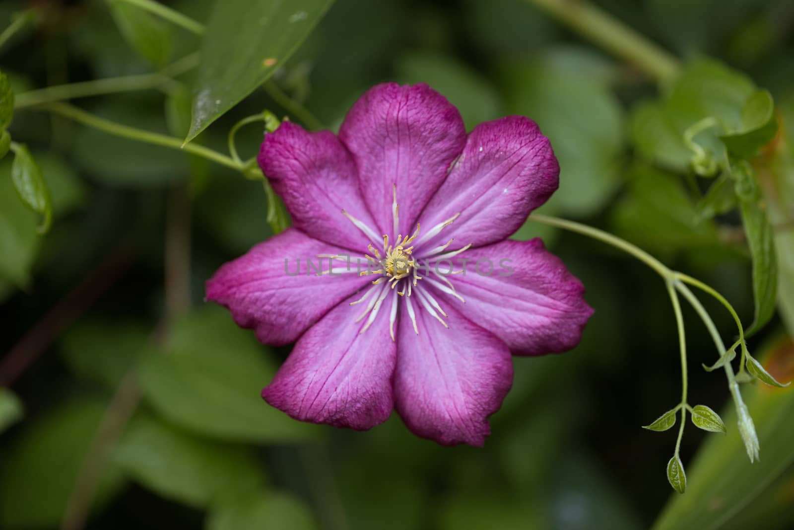 bright and beautiful violet flower closeup