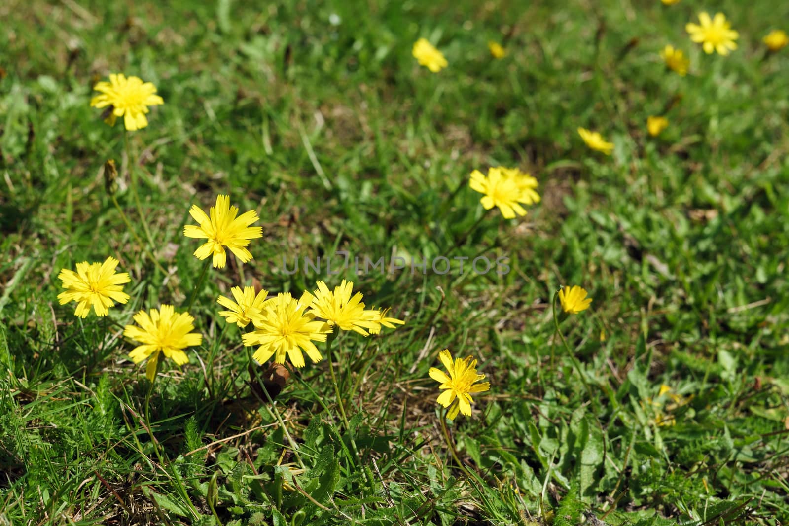 Autumn Hawkbit (Leontodon Autumnalis) by phil_bird