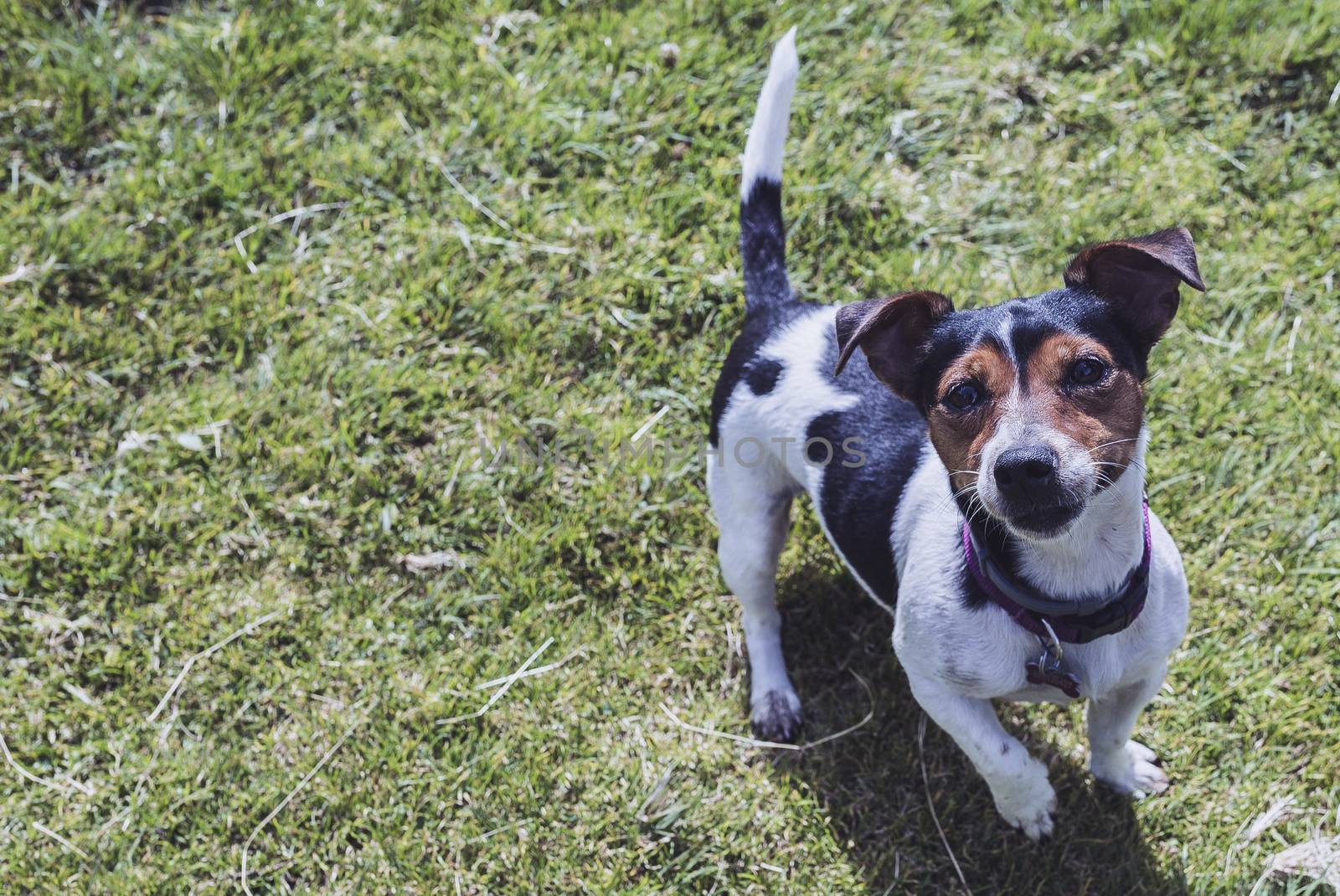 black and white dog in the meadow