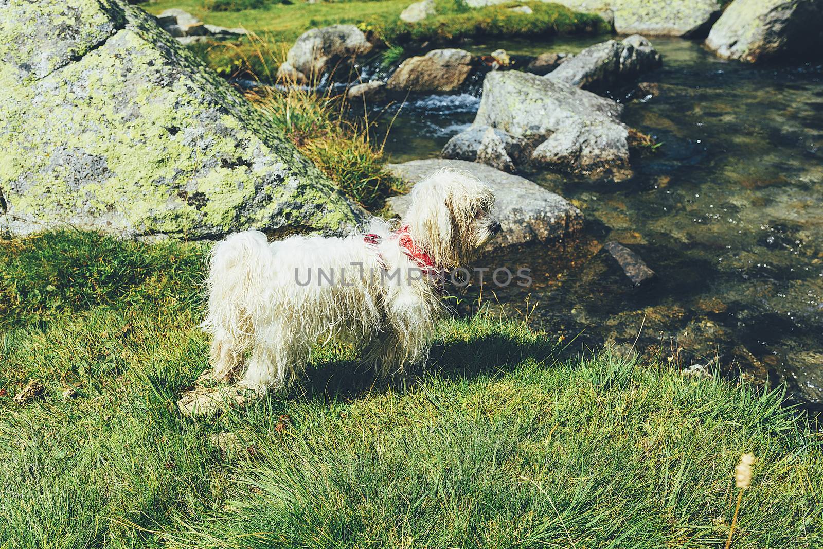 White dog stand in a meadow near the lake