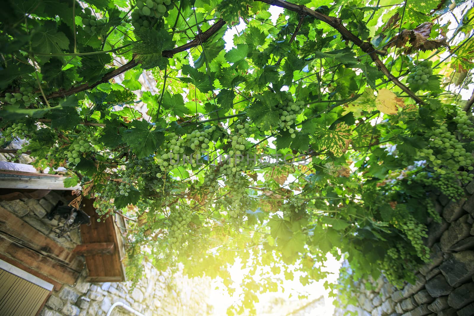 bunchs of grapes on a sunrise by nachrc2001