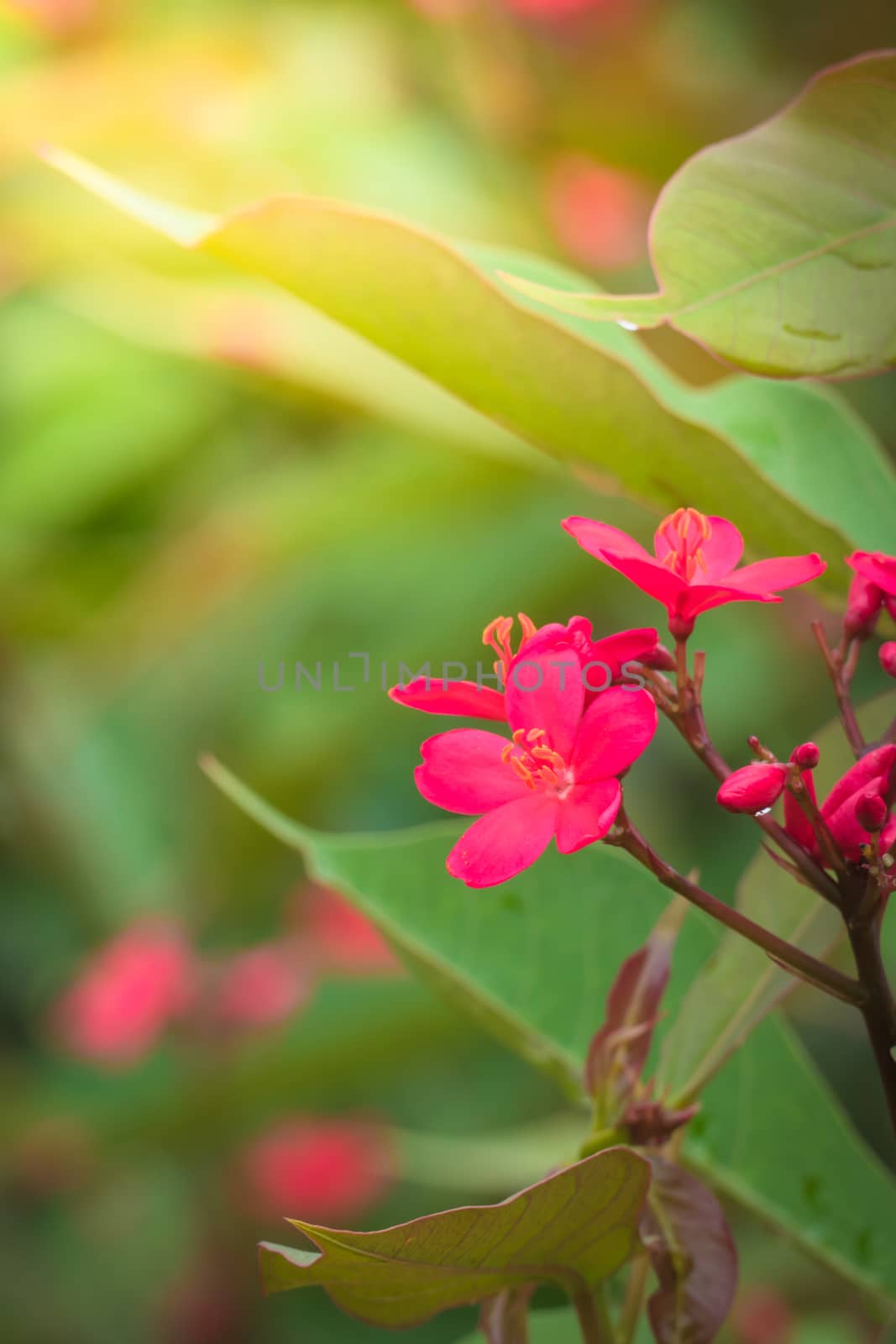 The background image of the colorful flowers, background nature