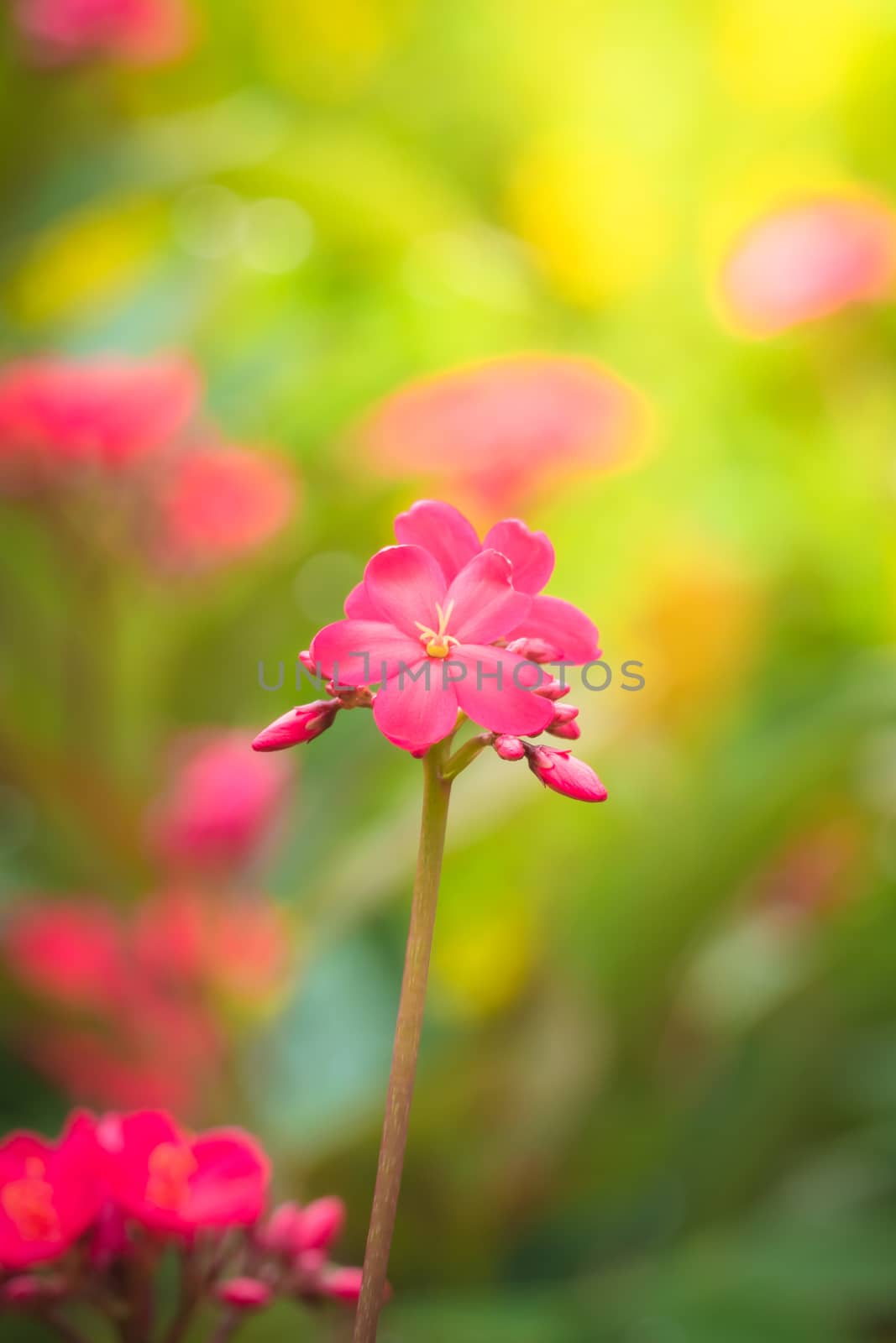 The background image of the colorful flowers, background nature