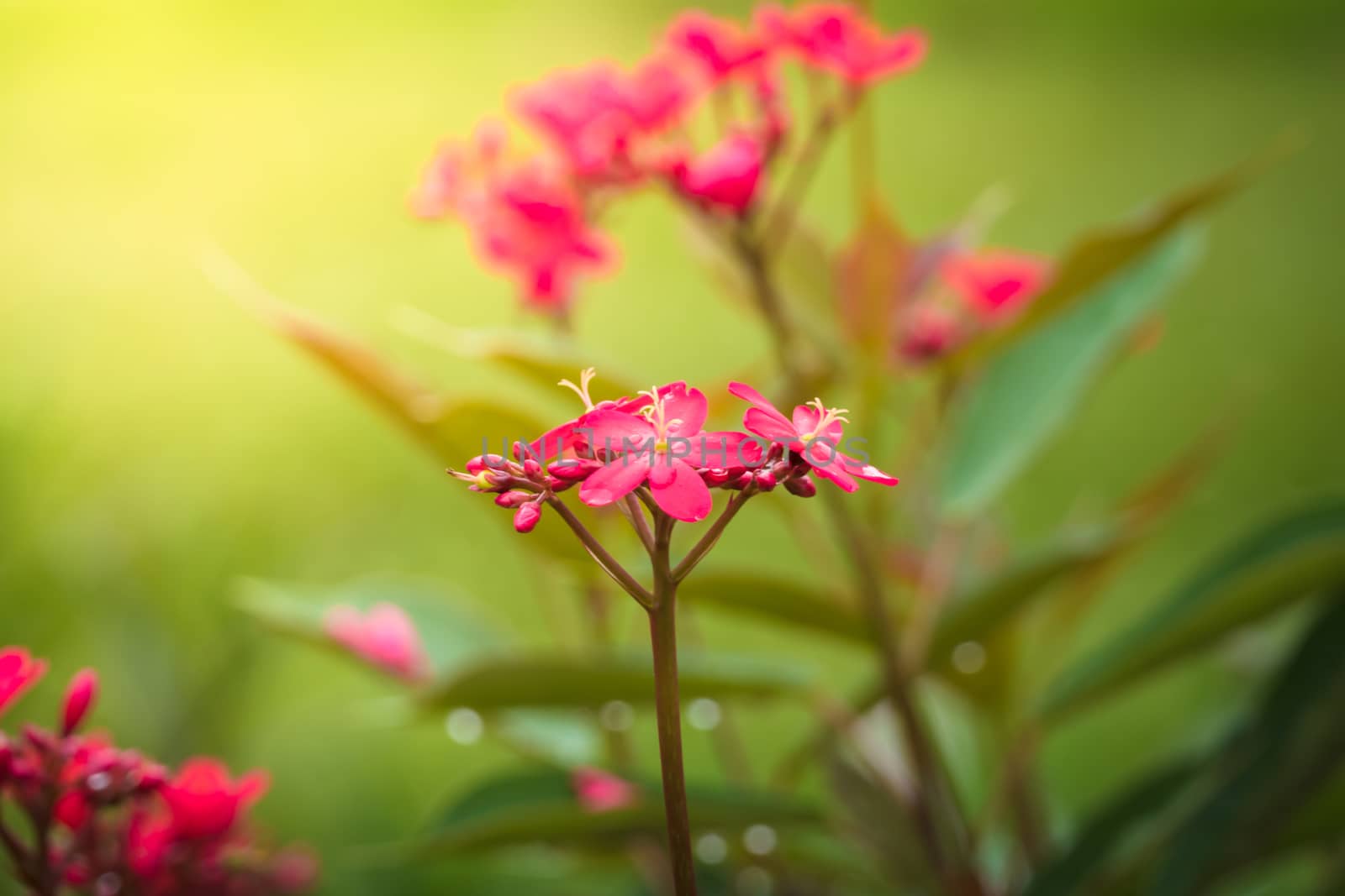 The background image of the colorful flowers by teerawit