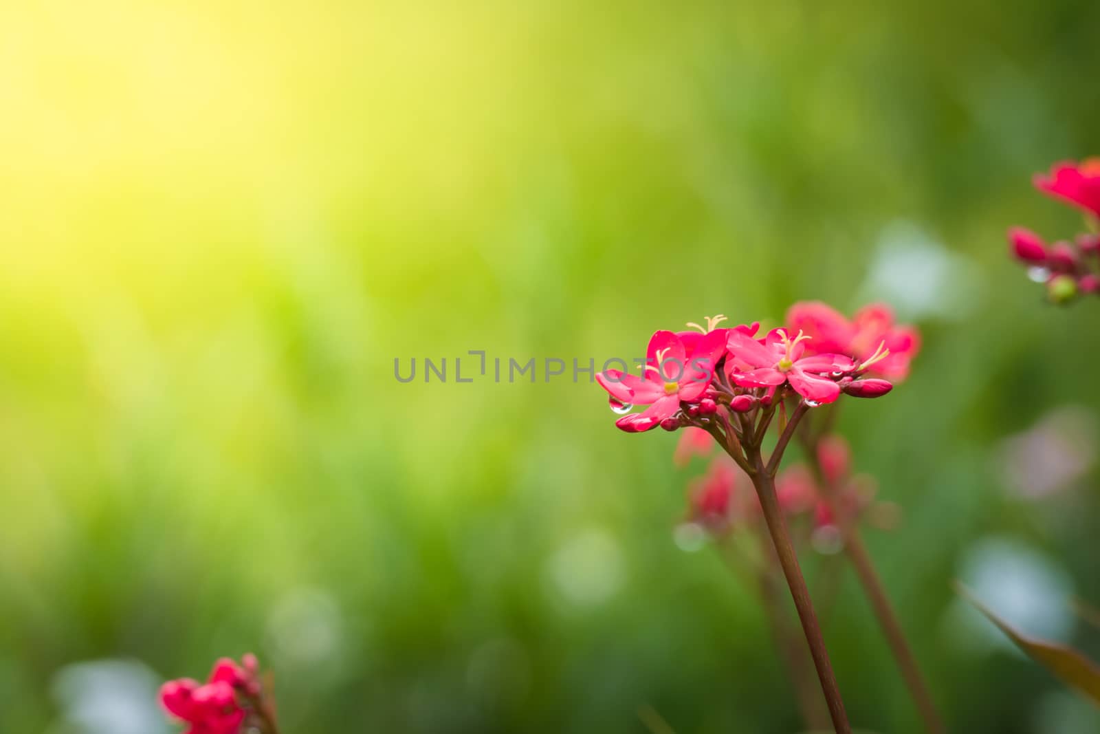 The background image of the colorful flowers by teerawit