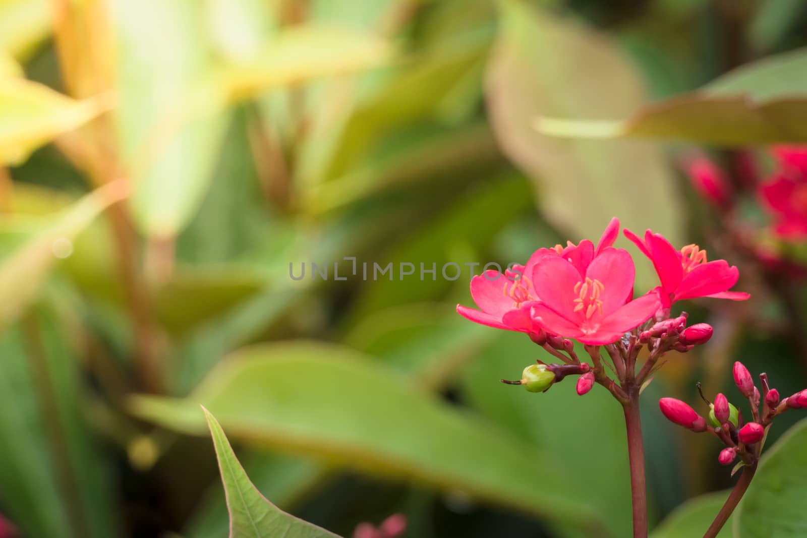 The background image of the colorful flowers by teerawit