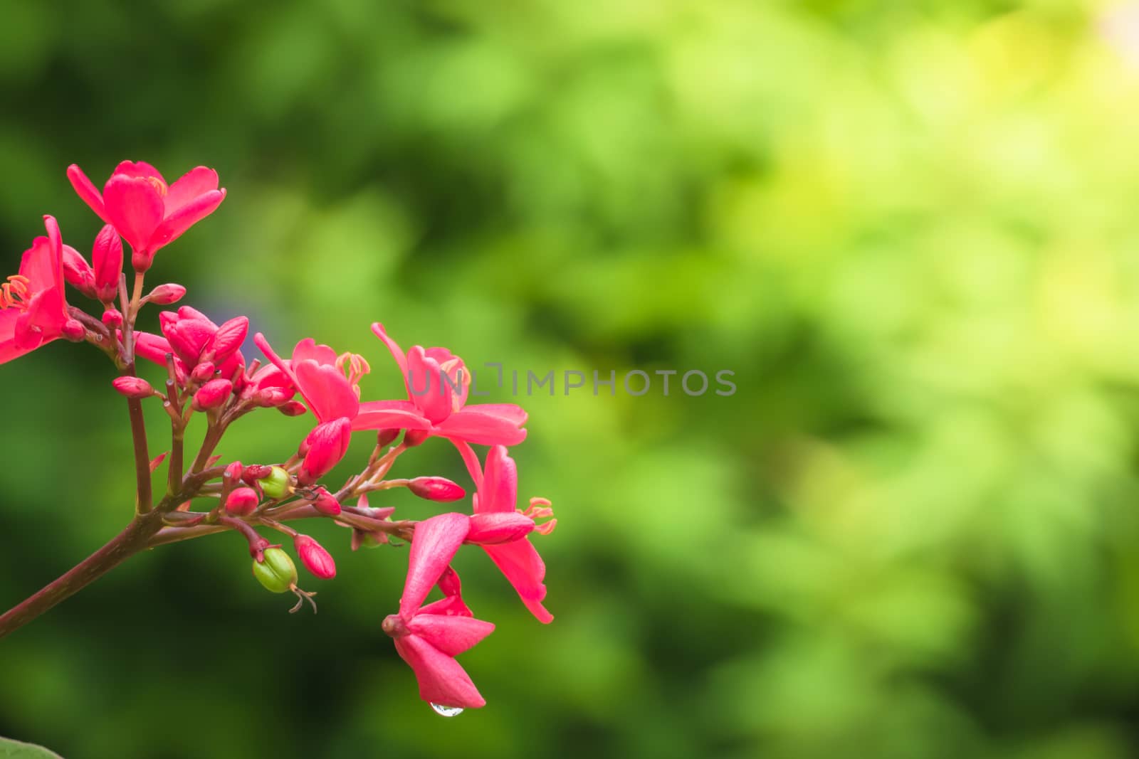 The background image of the colorful flowers by teerawit