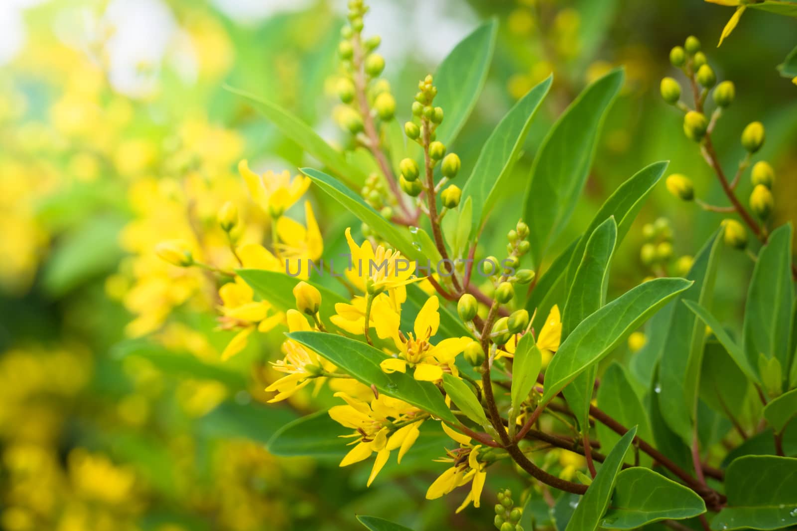 The background image of the colorful flowers, background nature