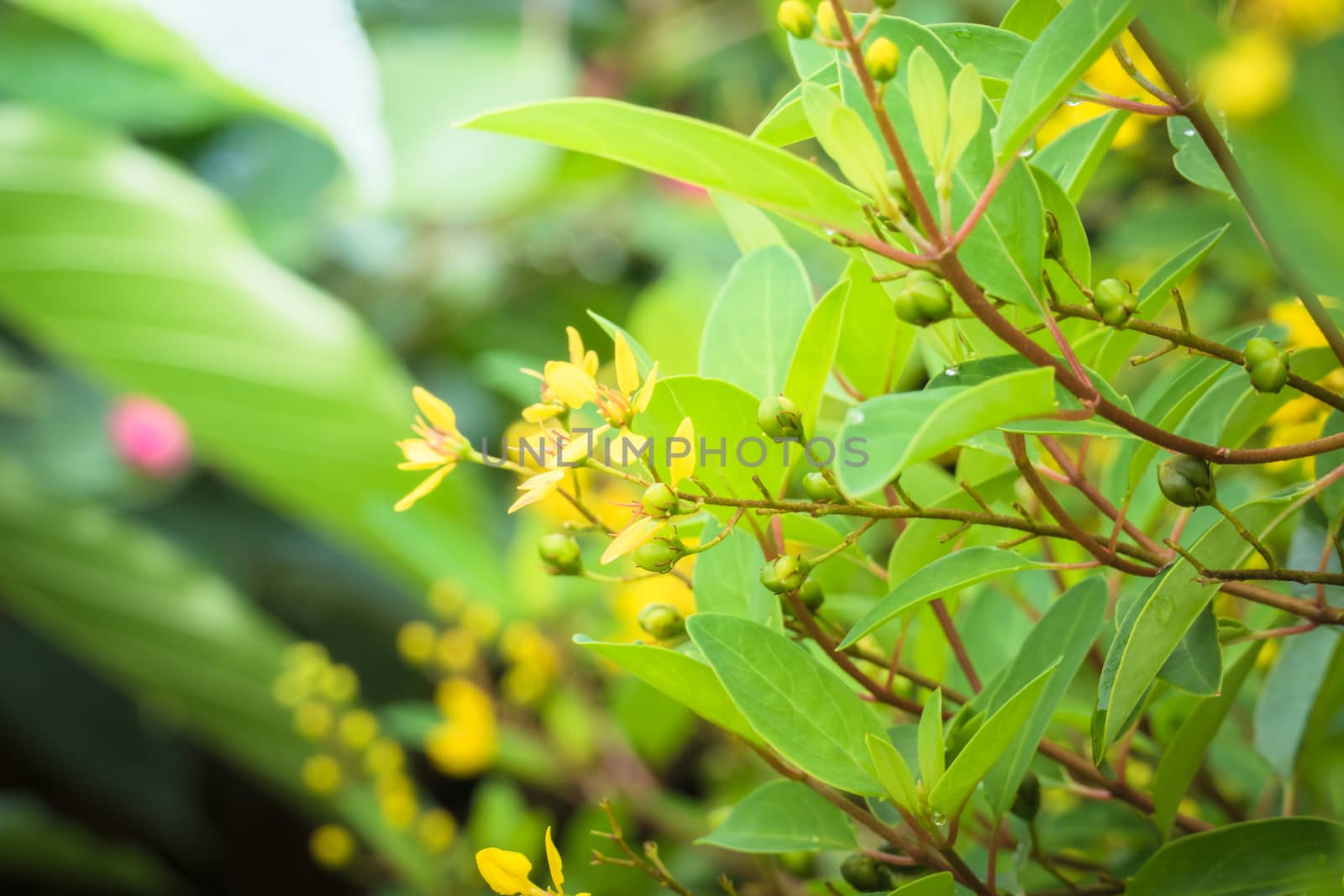 The background image of the colorful flowers, background nature