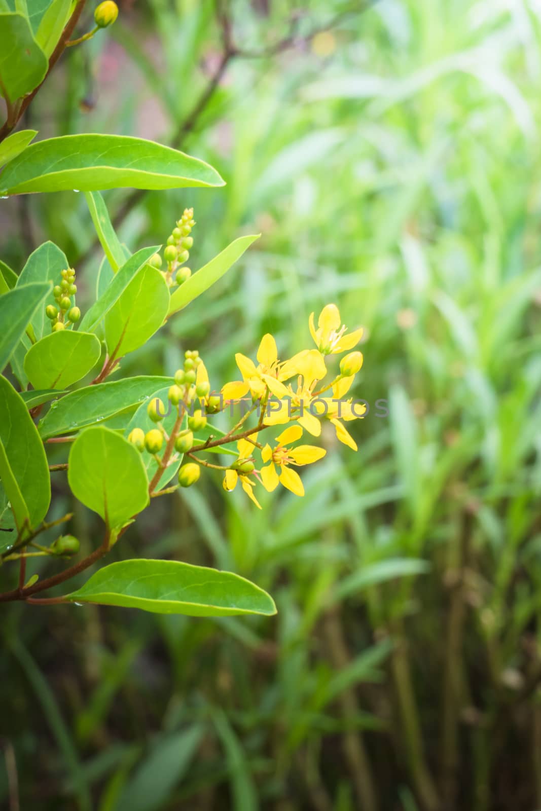 The background image of the colorful flowers, background nature