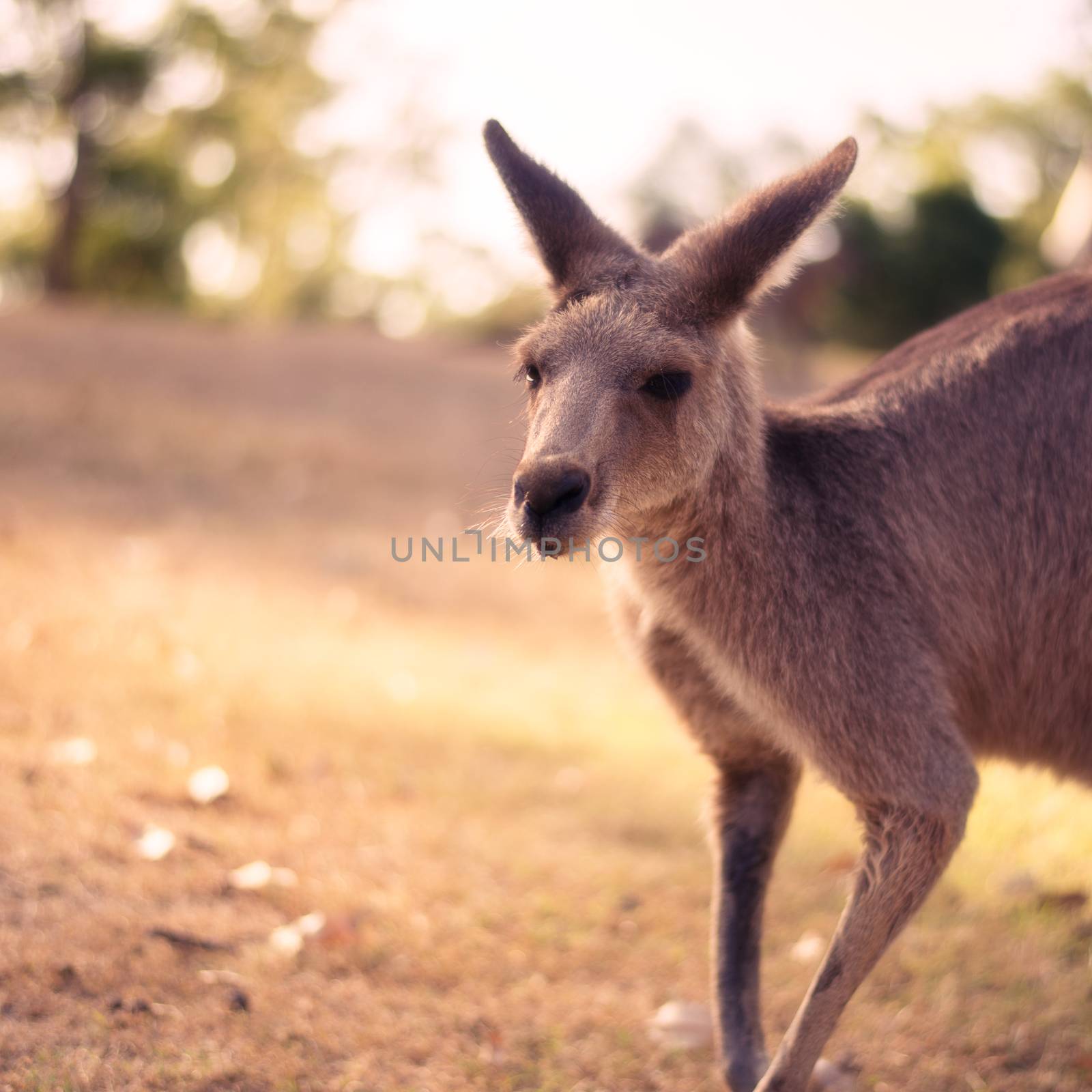 Kangaroo outside during the day by artistrobd