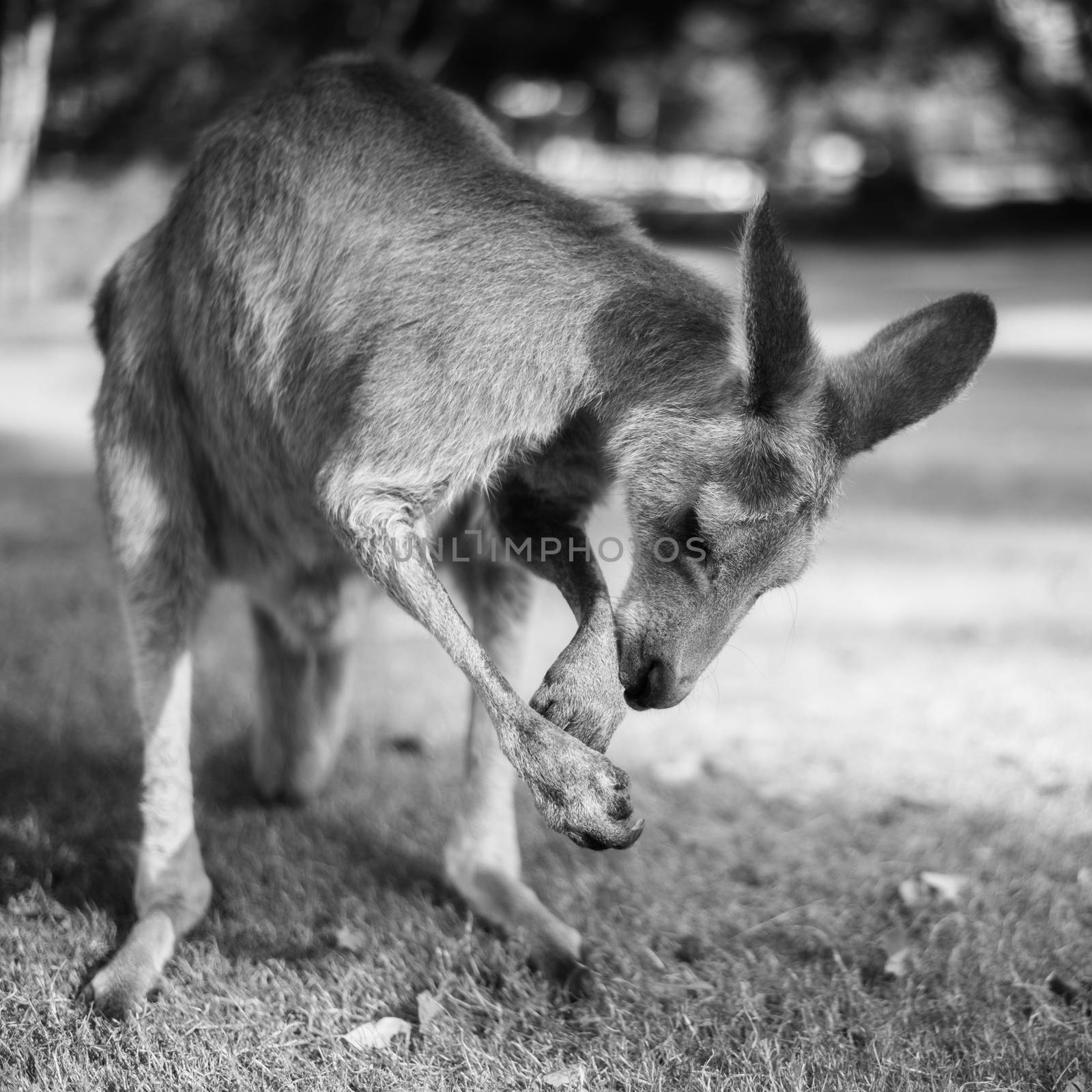 Kangaroo outside during the day by artistrobd