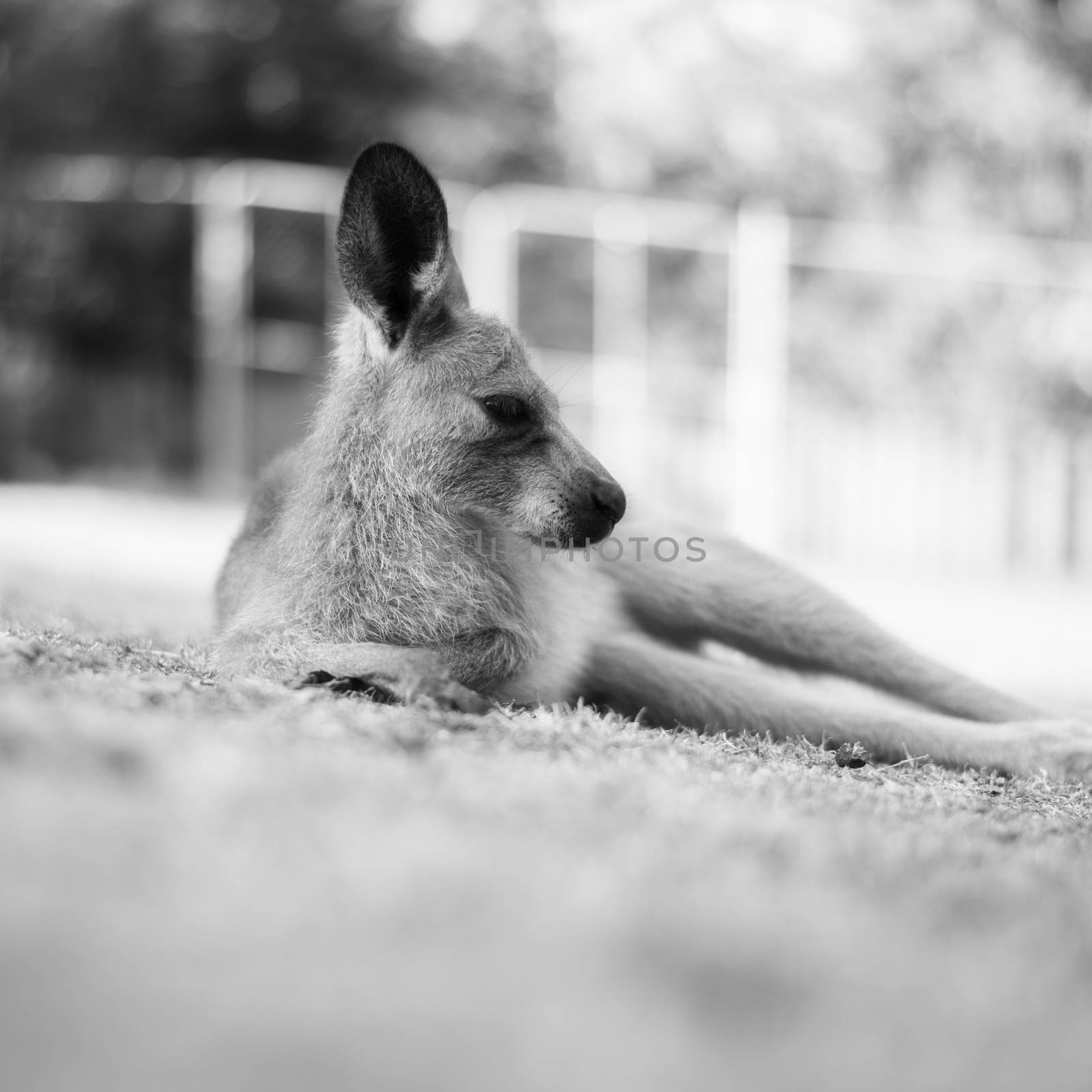 Kangaroo outside during the day by artistrobd