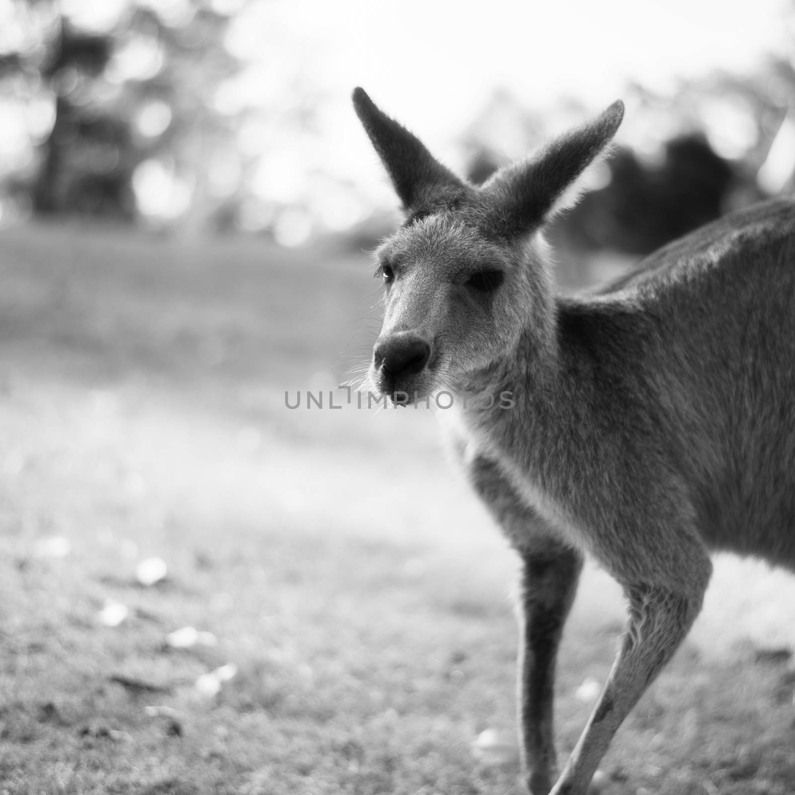 Australian kangaroo outdoors on the grass during the day