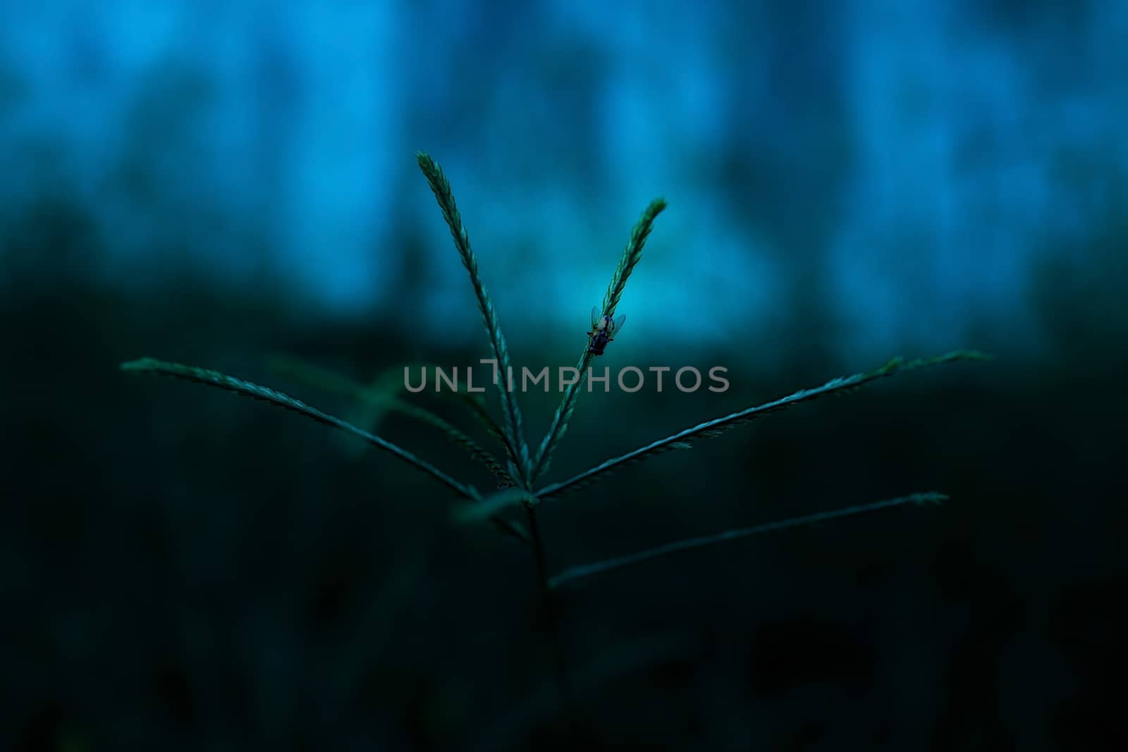 Fly on leaf