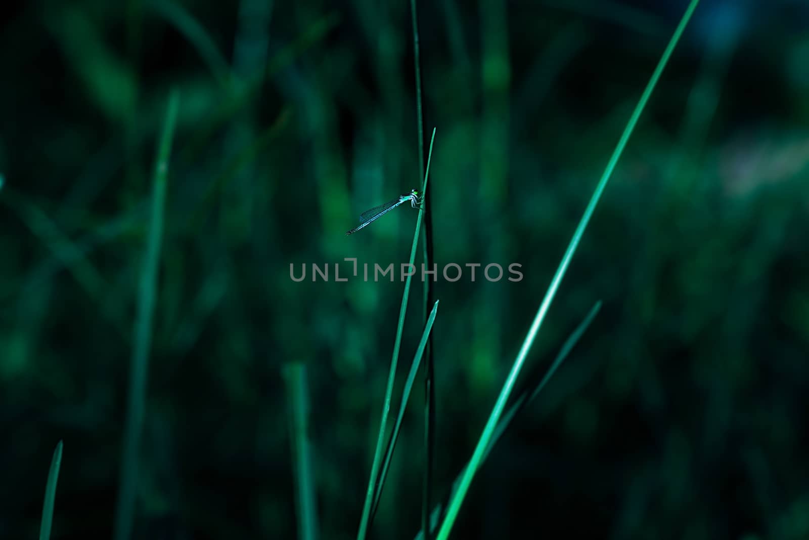 Dragon fly holding on leaf