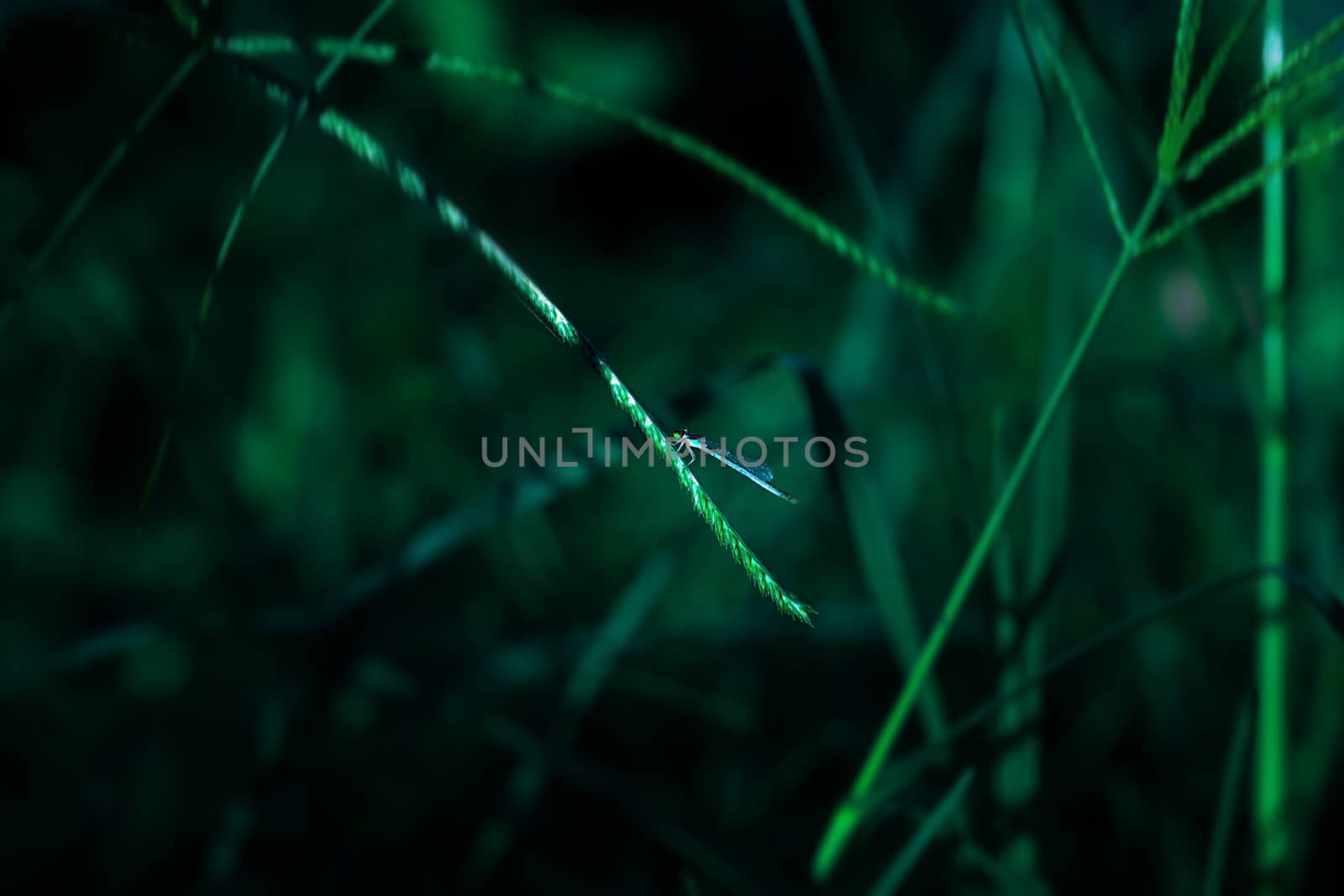 Dragon fly holding on leaf