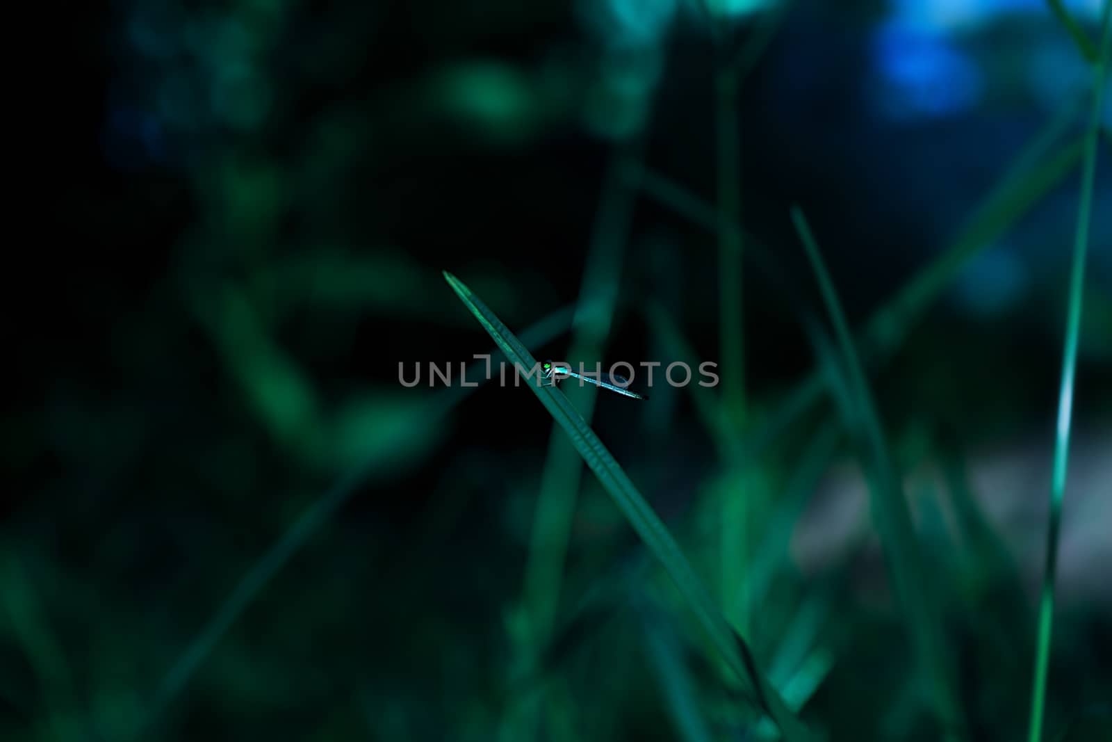 Dragon fly holding on leaf