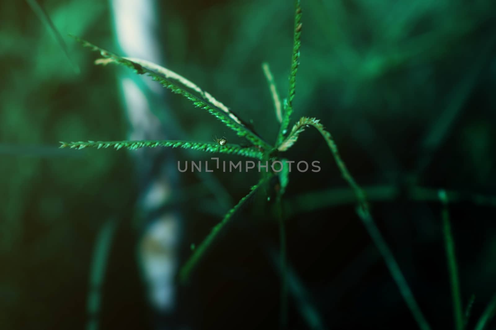 Spider on leaf