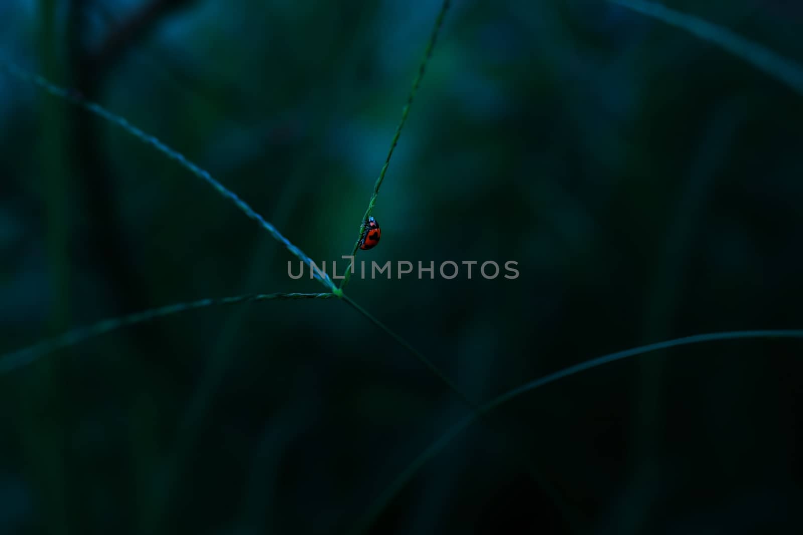 Ladybug holding on leaf