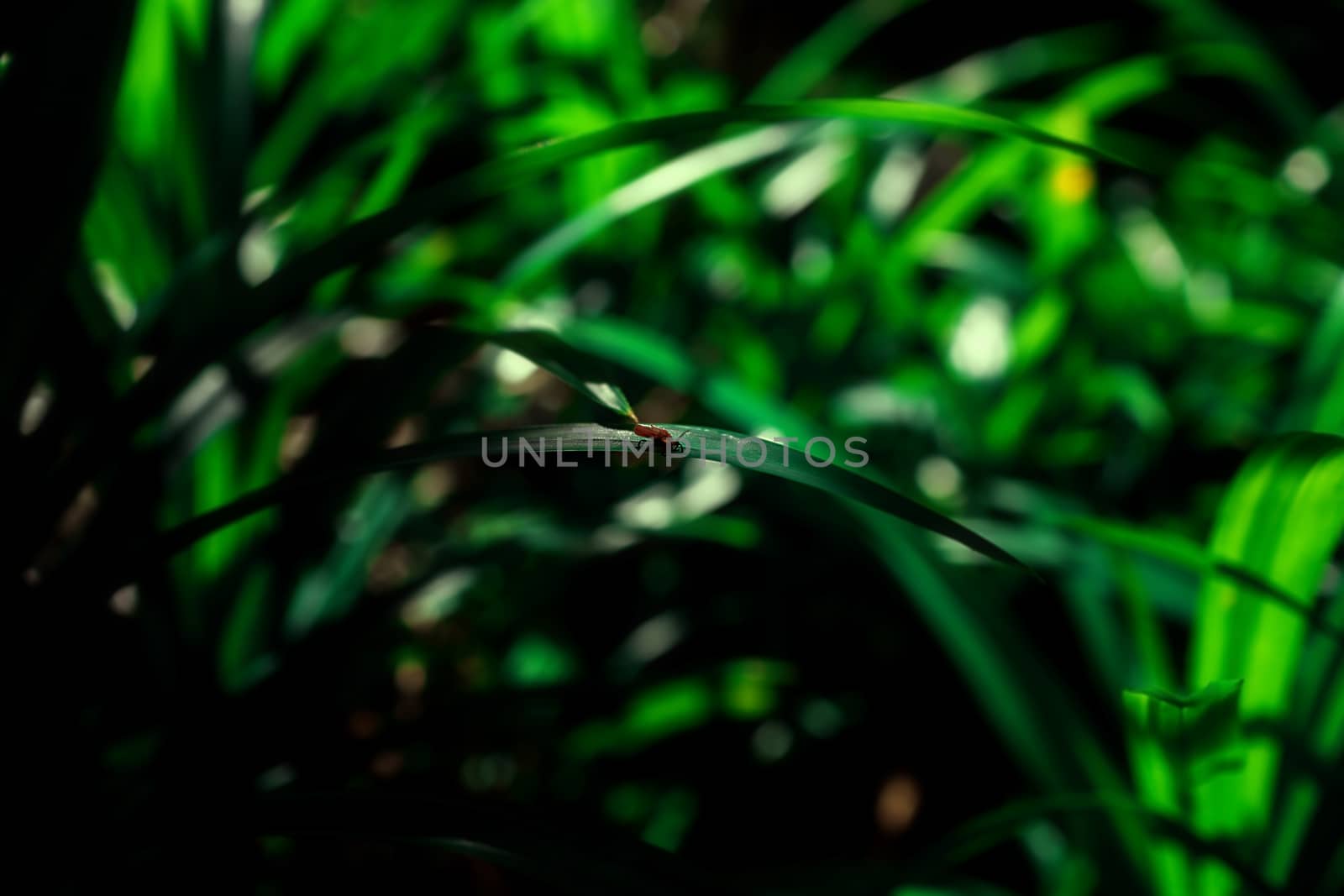 Insect on leaf
