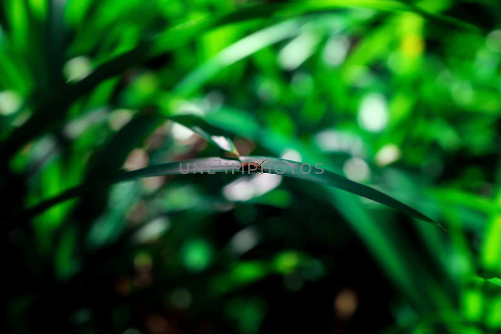 Insect on leaf