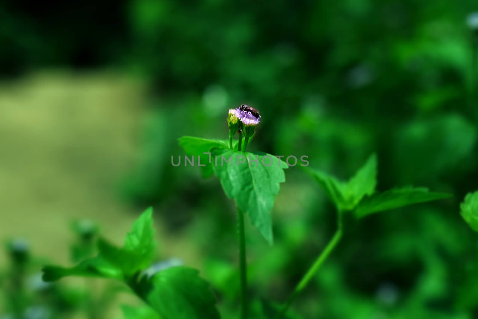 Bee on flower
