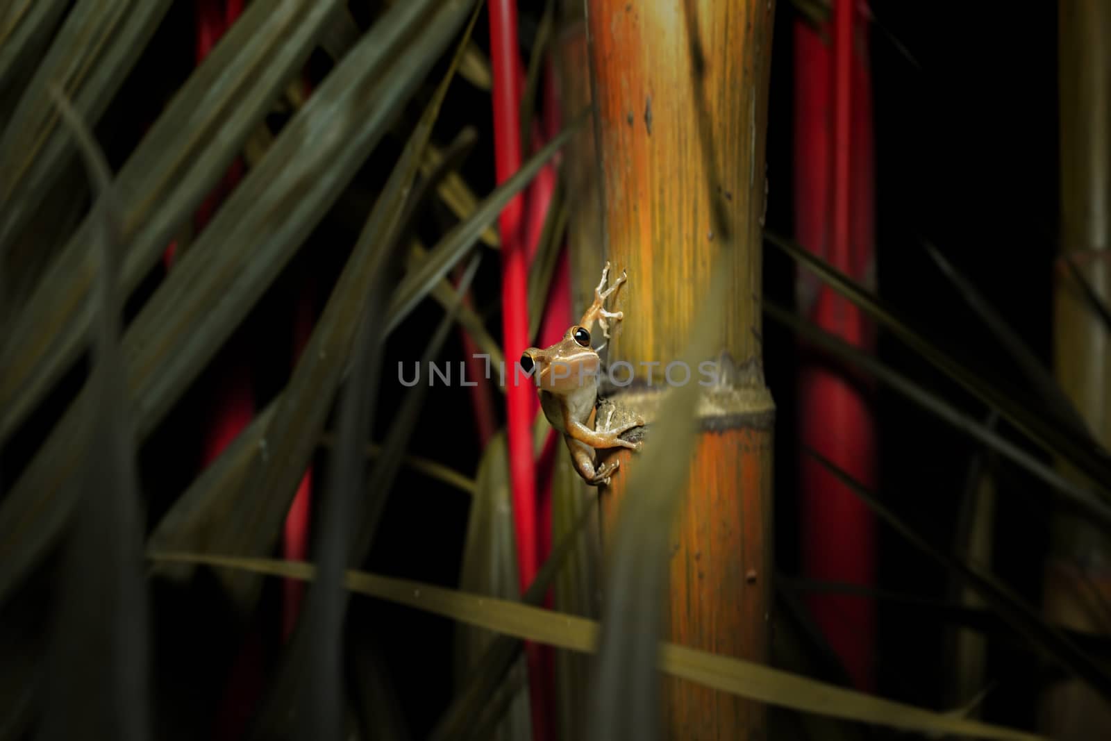 Frog holding on tree