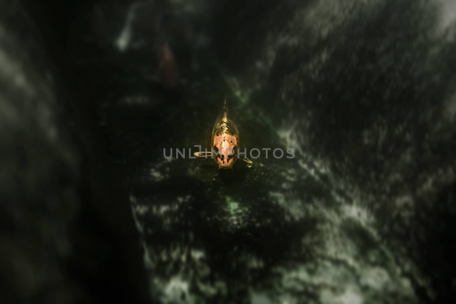 carp fish with close-up view
