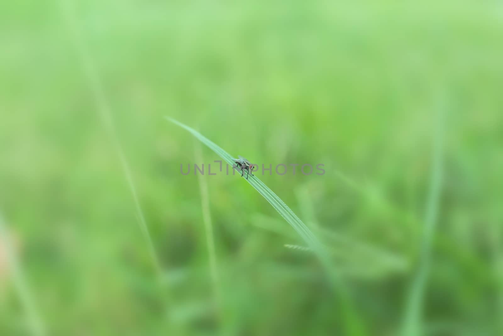Fly with close-up detailed view